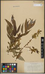 Foto von Salix alba L. x Salix fragilis L.